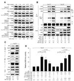 E6AP Antibody in Western Blot (WB)