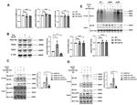 PEX3 Antibody in Western Blot (WB)