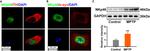 NKp46 Antibody in Western Blot, Immunocytochemistry (WB, ICC/IF)