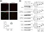 Phospho-PAK1 (Thr212) Antibody in Western Blot, Immunohistochemistry (WB, IHC)