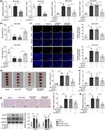 RBM25 Antibody in Western Blot (WB)