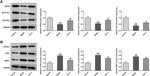 GPX4 Antibody in Western Blot (WB)