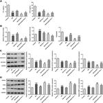 GPX4 Antibody in Western Blot (WB)