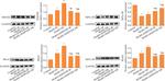 MFGE8 Antibody in Western Blot (WB)