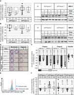 PMPCB Antibody in Western Blot (WB)