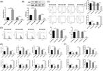 MRC1 Antibody in Flow Cytometry (Flow)