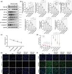 GSDMD Antibody in Immunocytochemistry (ICC/IF)