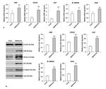 HGF Antibody in Western Blot (WB)