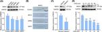 MSH3 Antibody in Western Blot, Immunohistochemistry (WB, IHC)