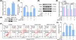 MSH3 Antibody in Western Blot (WB)