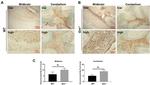 GFAP Antibody in Immunohistochemistry (IHC)