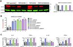 MAVS Antibody in Western Blot (WB)