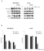 Phospho-AMPK alpha-1,2 (Thr183, Thr172) Antibody in Western Blot (WB)