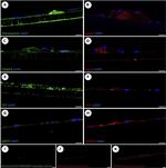 APOE Antibody in Immunocytochemistry (ICC/IF)