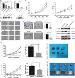 E-cadherin Antibody in Western Blot (WB)