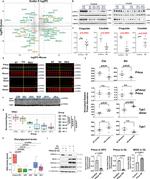 MOG Antibody in Western Blot (WB)