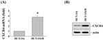 CXCR4 Antibody in Western Blot (WB)