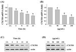 CXCR4 Antibody in Western Blot (WB)