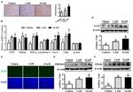 PRDM16 Antibody in Western Blot (WB)