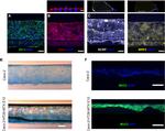 MUC2 Antibody in Immunocytochemistry (ICC/IF)