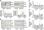 FIS1 Antibody in Western Blot (WB)