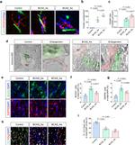 ENPP6 Antibody in Immunocytochemistry (ICC/IF)