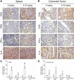 IL-4 Antibody in Immunohistochemistry (IHC)