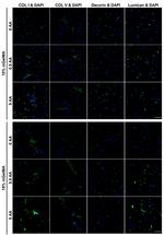 Decorin Antibody in Immunocytochemistry (ICC/IF)