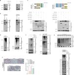 DYKDDDDK Tag Antibody in Western Blot (WB)