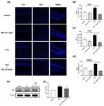 IBA1 Antibody in Western Blot, Immunohistochemistry (WB, IHC)