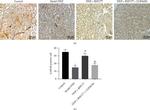 GABBR1 Antibody in Immunohistochemistry (IHC)