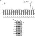 BRPF1 Antibody in Western Blot (WB)