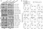 HES1 Antibody in Western Blot (WB)