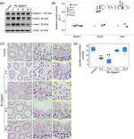 HES1 Antibody in Western Blot (WB)