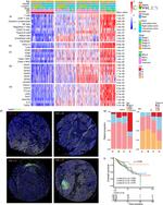 CXCL13 Antibody in Immunohistochemistry (IHC)