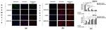 WWOX Antibody in Immunocytochemistry (ICC/IF)