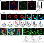 WIPI1 Antibody in Immunocytochemistry (ICC/IF)