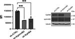 Ephrin B2 Antibody in Western Blot (WB)