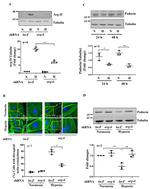 Podocin Antibody in Western Blot (WB)