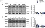 HMGCR Antibody in Western Blot (WB)