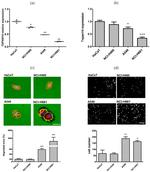 TSPAN14 Antibody in Flow Cytometry (Flow)