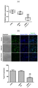 TSPAN14 Antibody in Immunocytochemistry (ICC/IF)