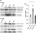 RAC1 Antibody in Western Blot (WB)