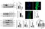 Endocan Antibody in Western Blot, Immunocytochemistry, Immunohistochemistry (WB, ICC/IF, IHC)