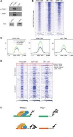 ADNP Antibody in Western Blot (WB)