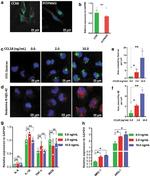 PITPNM3 Antibody in Immunocytochemistry (ICC/IF)