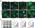 PITPNM3 Antibody in Immunocytochemistry (ICC/IF)