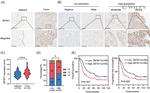 ZBTB11 Antibody in Immunohistochemistry (IHC)