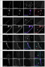 Kindlin 2 Antibody in Immunohistochemistry (Frozen) (IHC (F))