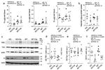 Ferroportin Antibody in Western Blot (WB)